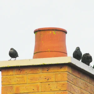 chimney swifts | wildlife intrusion in chimney | bird in chimney 